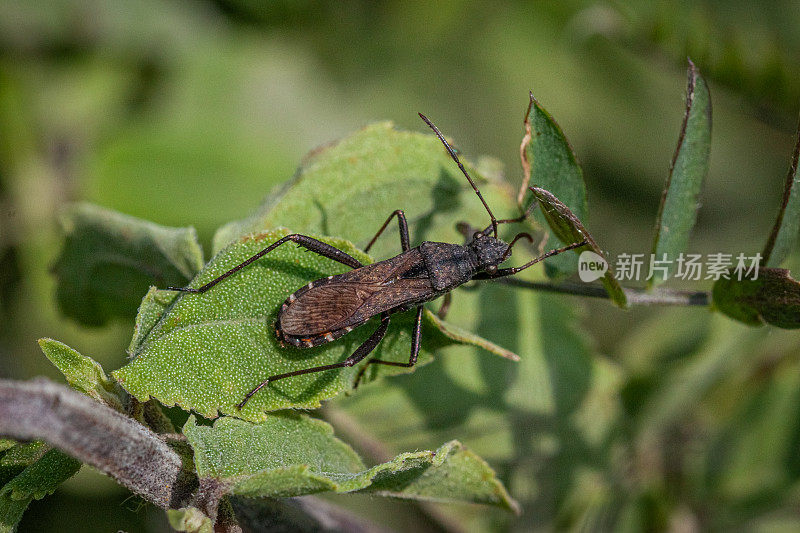 红色 - 阿莉迪达，（阿莉杜斯康普勒斯），卢平虫，赫米普特雷斯（赫米普特拉）。